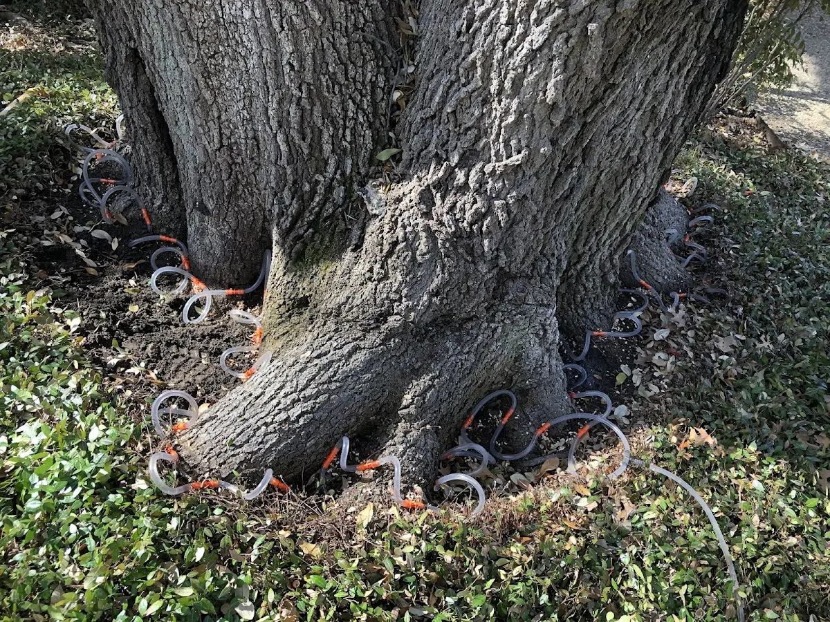 Detailed Tree Cabling and Bracing job site in Sand Lake